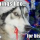 Husky Argues Over Which Toys to Donate To Rescue Dogs At Christmas!