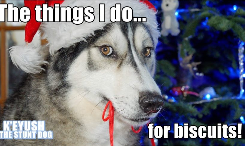 Husky Argues Over Which Toys to Donate To Rescue Dogs At Christmas!