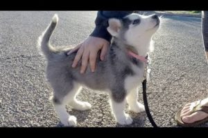 Husky Puppies Funny Compilation #4 - Best of 2018