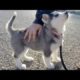Husky Puppies Funny Compilation #4 - Best of 2018