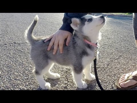 Husky Puppies Funny Compilation #4 - Best of 2018