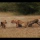 Hyenas Attack Lions - Hyenas Against Lions - Animal Fights