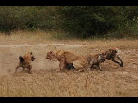 Hyenas Attack Lions - Hyenas Against Lions - Animal Fights