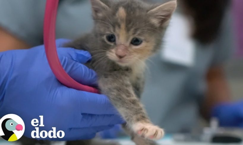 Héroe rescata una gran cantidad de gatitos de un hueco | El Dodo