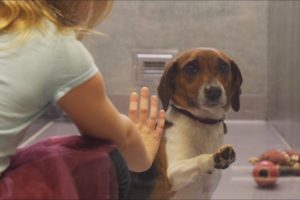 If this video about a shelter dog doesn't move you, check your pulse!