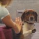 If this video about a shelter dog doesn't move you, check your pulse!