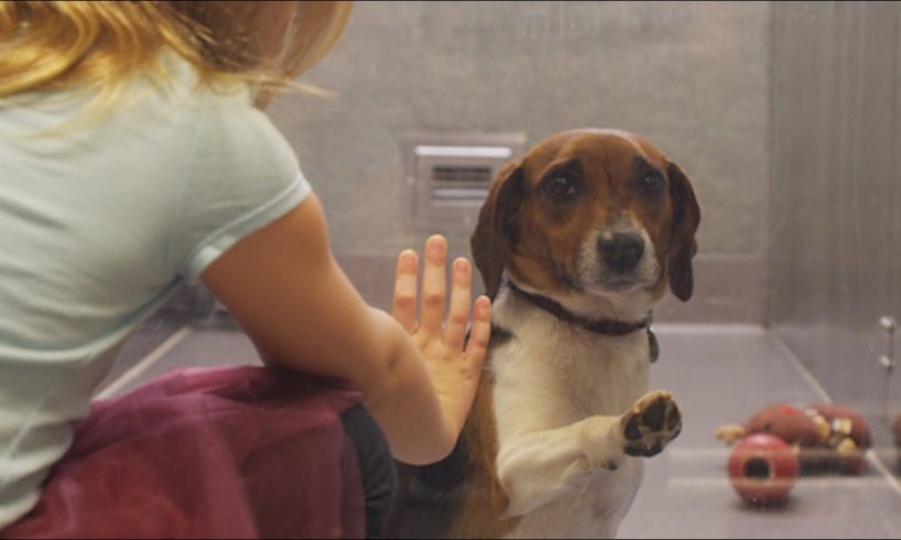 If this video about a shelter dog doesn't move you, check your pulse!