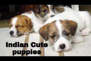 Indian lovely cute puppies | activities | fight, food,| #indian_puppies #dogi