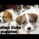 Indian lovely cute puppies | activities | fight, food,| #indian_puppies #dogi