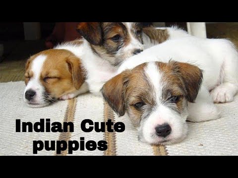 Indian lovely cute puppies | activities | fight, food,| #indian_puppies #dogi