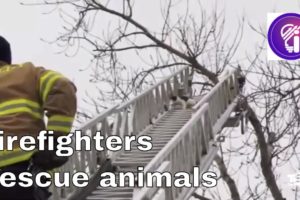 Influence / Firefighters Rescue Animal / Heroes /Animals/ Rescue