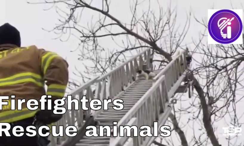 Influence / Firefighters Rescue Animal / Heroes /Animals/ Rescue
