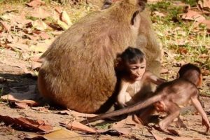 JIlla Plays With Her Sister Delena So Friendly During Their Moms are Relaxing.