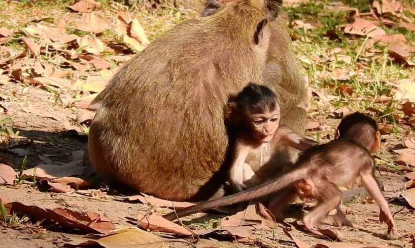 JIlla Plays With Her Sister Delena So Friendly During Their Moms are Relaxing.