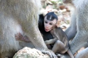 Janna Baby Monkey Very Happy Today She Has A New Friend Playing With Hers, Jane And Janna Monkey