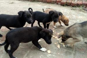 Kaun Tujhe Yun Pyar Karega song  my cute puppies