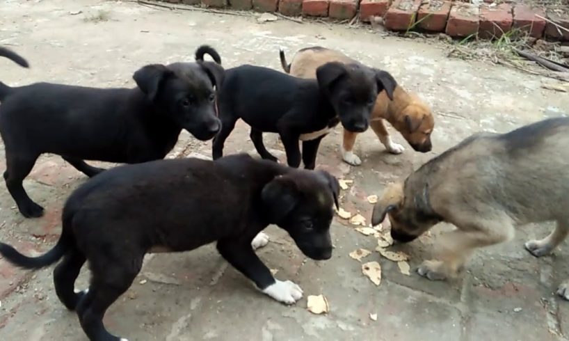 Kaun Tujhe Yun Pyar Karega song  my cute puppies