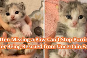 Kitten Missing a Paw Can't Stop Purring After Being Rescued from Uncertain Fate