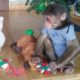 Kitty and Monkey YoYo are playing with toys| kitty Cat