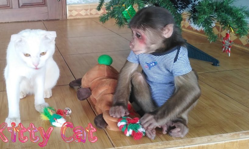 Kitty and Monkey YoYo are playing with toys| kitty Cat