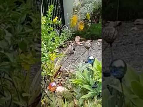 Kookaburra v cane toad animal fight