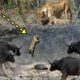 KİNG LİON vs BUFFALO | Most Amazing Wild Animal Attacks - Wild Animals Fights #5