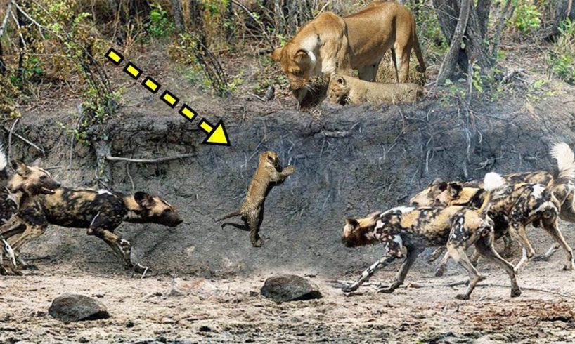 KİNG LİON vs WİLD DOGS | Most Amazing Wild Animal Attacks - Wild Animals Fights #2