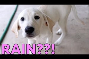 LABRADOR PUPPY SEES RAIN FOR FIRST TIME!