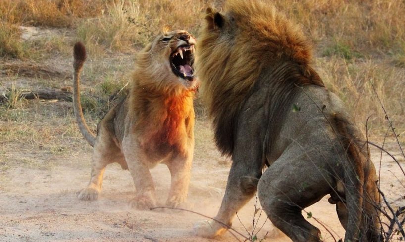 LION FIGHT