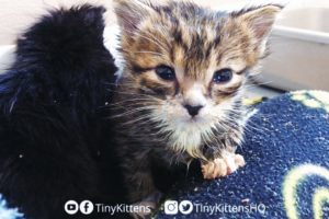 LIVE: Blind feral cat Harriet, Mirok and two orphan kittens!  TinyKittens.com