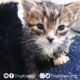 LIVE: Blind feral cat Harriet, Mirok and two orphan kittens!  TinyKittens.com