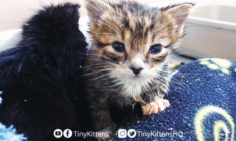 LIVE: Blind feral cat Harriet, Mirok and two orphan kittens!  TinyKittens.com