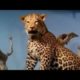 LIVE: TOP Attacks Wild Animals 2017 - New Craziest Wild Animal Fights Caught On Camera