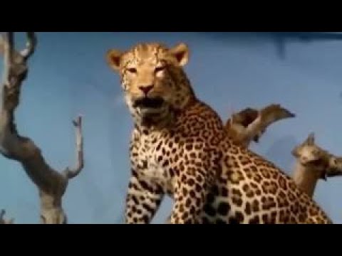 LIVE: TOP Attacks Wild Animals 2017 - New Craziest Wild Animal Fights Caught On Camera