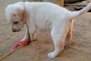 Labrador best retriever puppy new 30 days super hit dogs