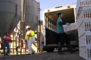 Largest California Farm Animal Rescue - Inside A&L Egg Farm