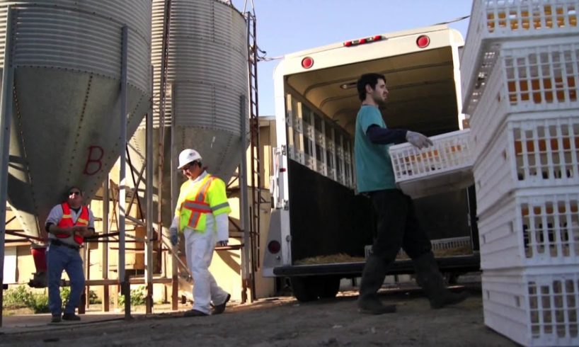 Largest California Farm Animal Rescue - Inside A&L Egg Farm