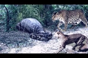 Leopard vs Big Python Snake Real Fight   Leopard Wild Big Battle   Most Amazing Wild Animal Attacks