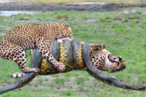 Leopard v/s Python animal fights