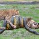 Leopard v/s Python animal fights