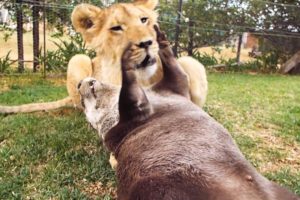 Lion Cub And Otter Are Best Friends