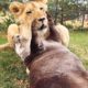 Lion Cub And Otter Are Best Friends