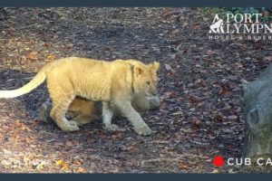 Lion Cub Cam Highlight | Cubs Playing with Boulder Cam Extended Cut