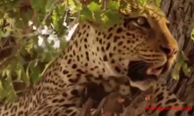 Lion and tiger i forest fight with animal