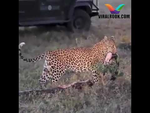 Lion vs Python   Most Amazing Wild Animal Attacks   Wild Animals Fight