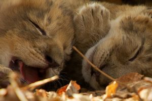 Lioness Cuddles Newborn Cubs | BBC Earth