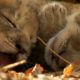 Lioness Cuddles Newborn Cubs | BBC Earth