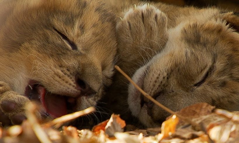 Lioness Cuddles Newborn Cubs | BBC Earth