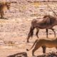 Lions attack Oryx | Desert Lions | BBC Earth