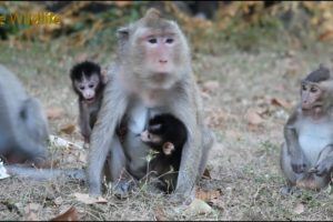 Little Baby Monkey Strong Walking, Playing Around Mom Well